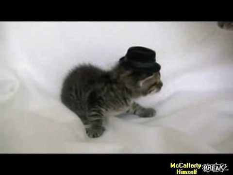 Cat Slaps Kitten's Hat Off