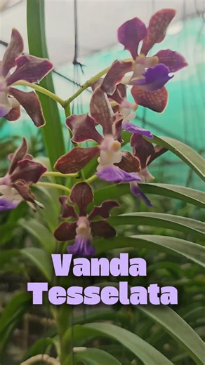 suluz diaries on Instagram: "Vanda Tessellata variety available 💚🪻 https://suluzorchids.com/collections/all-vanda Care Instructions: Light: High bright light; filtered sun is ideal (minimum 4–6 hours of indirect sunlight daily) Temperature: Prefers 20°C – 35°C; protect from cold drafts and extreme temperatures Humidity: Thrives in 60%–80% humidity ➔ Tip: Use a humidity tray or place a shallow dish of water nearby to naturally increase moisture around the plant Watering: Water thoroughly once a