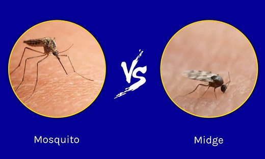 Midge vs Mosquito: 4 Key Differences Explained