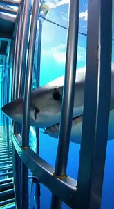 19K views · 244 reactions | #sharkattack #oceanlife #scarymoment #wildlife #deepsea #viralvideo #trending #dangerzone #sealife #caughtoncamera #sharks #oceanadventure | Sea Predator Attack | Facebook