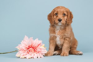 Cavapoo 101: The Dog Breed For Your Whole Family