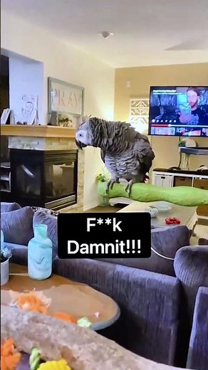 Gizmo was NOT happy with me smacking those flies 🪰🤬 #funnyparrot #talkingparrot