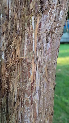 6M views · 55K reactions | The good old kinked hose prank Pasquale Sciarappa  #prank #funny #reels | Jeremy Sciarappa | Facebook