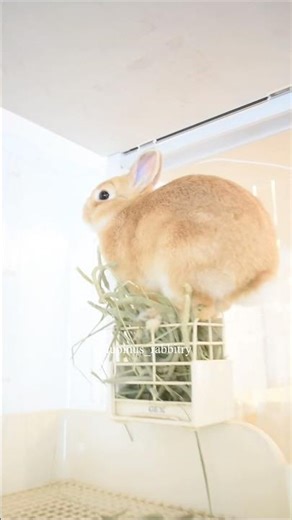 バランス派!?チモシー入れに乗って食べるうさぎさん🐰
