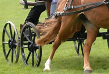 Carriage driving lessons on offer in the south-east - Horse & Hound