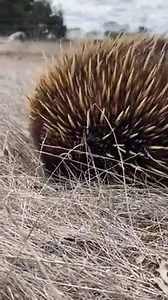 L’échidné, sorte de petit hérisson, est un marsupial typique du continent australien. Il fait partie des rares animaux à pouvoir pondre des oeufs et ensuite allaiter ses petits. L’échidné joue un rôle important dans la nature. En retournant la terre, il fait remonter des nutriments essentiels à la pousse de végétaux qui luttent contre l’érosion du sol. Le meilleur endroit pour voir l’échidné dans son habitat naturel reste Kangaroo Island. L’île et sa végétation lui offrent un environnement sans 