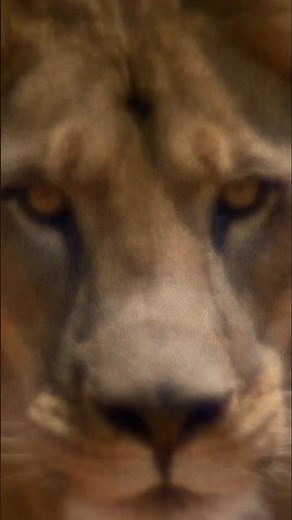 The Ghost and the Darkness 1996 #wild #movie