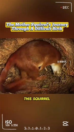 128K views · 2K reactions | The mother squirrel ‘s journey through a difficult birth. #wildanimals #animals #foryou | Animals Scenes | Facebook