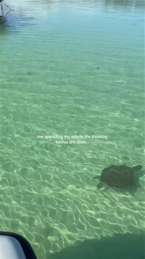 The Turtle’s Hidden Speed 🐢