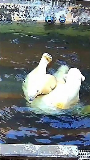 Polar Bear Cubs Learn To Swim | Toledo Zoo