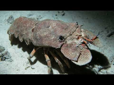 Facts: The Slipper Lobster