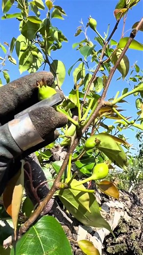 Kenapa Bagian Bawah Buah Pir Dipotong Sejak Kecil