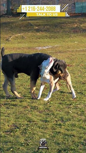 Boerboel Can't Resist Stepping In During Training