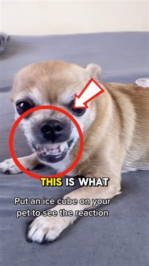 What ice reveals about dogs is actually insane 😂🧊🐶