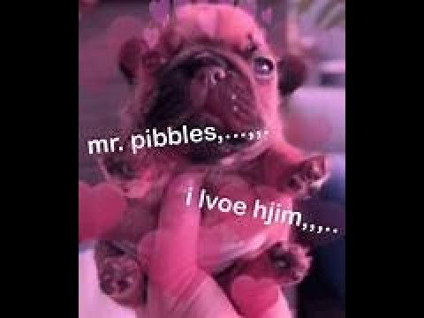 cleaning pibbles (first longform)