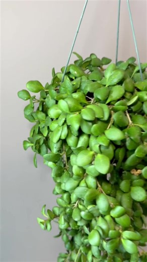 A full basket of #hoyaheuschkeliana is sure to fragrance a room with its beautiful butterscotch fragrance. Mine constantly blooms and it’s one of my favorites for the room freshening fragrance it is always producing! Liz’s personal care experience only…every environment is different: 🪴Light: east window 🪴Water: when dry 🪴Avg Temp last 30 days: 68F 🪴Relative Humidity last 30 days: 35% 🪴Fussy: not for me 🪴Rate of growth: medium 🪴Rareness: not commonly found in stores, but not necessarily ra