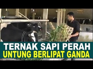 How to Raise Dairy Cattle for Beginners and Make a Profit