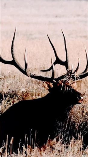 Elk Creek State Park #shortvideo #utah #animals #wildlife