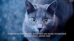 Russian Blue Cat