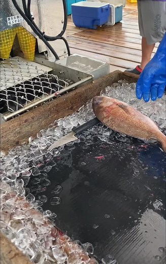 #魚釣り #釣り掘り #新兵器 #目からウロ子 #鯛 #ハマチ #イサキ #海恵