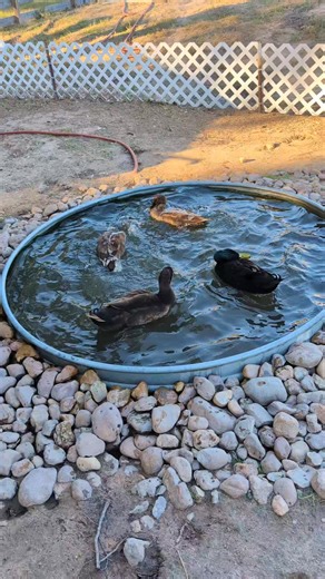 Bath time for the Indian Runner Ducks after their visit to the creek. #indianrunnerducks #guardgeese | Neurodivergent Solutions