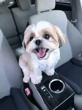 Shih Tzu Cuteness Level: 1000% 🔥🐶