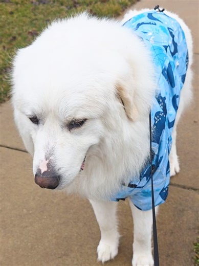 Dinosaur Raincoat Humor with Great Pyrenees