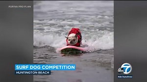 Winners of dog surfing competition in Huntington Beach have been announced