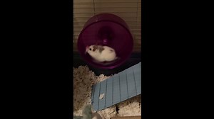 Hamster Runs Fast on Hamster Wheel
