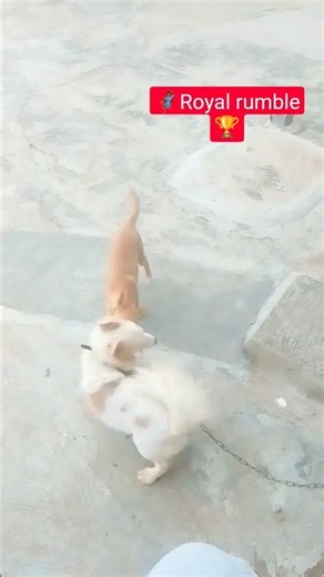 Billy’s Royal Rumble with his friend! 🐶👑🔥 Who wins? 😂🐾 #KingBilly #DogShorts #RoyalRumble #FunnyDogs