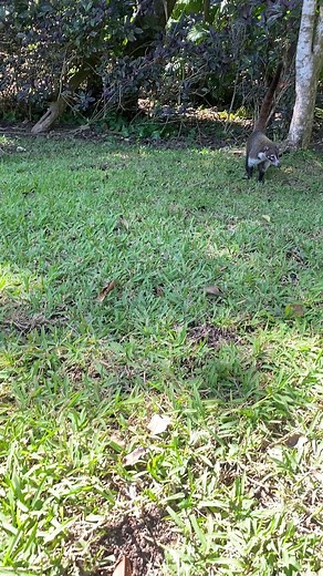 the raccoons in Mexico are so much cuter than in the USA #raccoon #cute #adorable #resort #mexico #hotel #zoo #family #heartwarming | M.Sebastian Videos