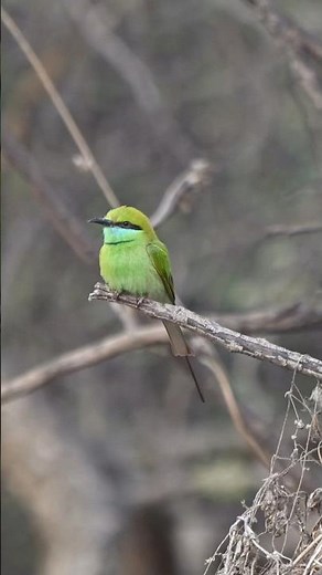 The BIRD ENTHUSIAST'S Guide to Understanding Bee-eaters Behavior #birdwatching #birdphotography