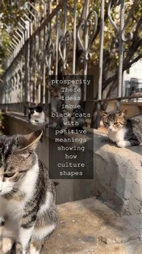 Black Cats A Tale of Two Beliefs Have you ever heard that black cats bring bad luck In...