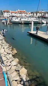 1.1K reactions · 41 shares | ⸻ A while back, this striped marlin...