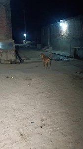 873K views · 7.9K reactions | #ये क्या देख रहा है #horror #dog #viral #trending #ghost #भूत#bhutiya cartoon #ghost of night | Ghost of night | Facebook
