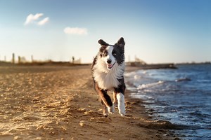 6 most energetic dog breeds, according to a professional trainer