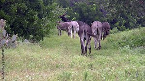 Donkeys walking away in Texas field HD