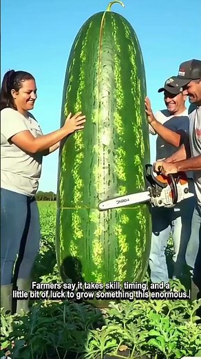 This is the World’s Largest Watermelon!
