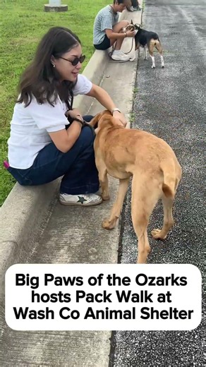 Big Paws pack walk prepares adoptable dogs for future homes
