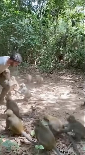 HUMAN vs MONKEYS 🐒💥 Crazy Jungle Fight Caught on Camera!