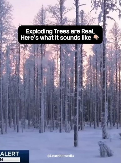 When it's so cold trees literally explode 🌲🤯❄️🥶 #coldweather #extreme #nature