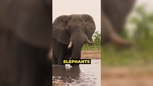 The Okavango Delta is INSANE