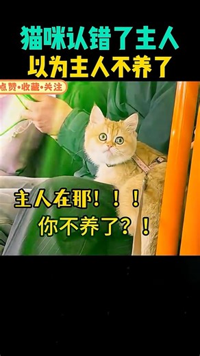 猫咪认错了主人，以为主人不养了 #funny #大熱門 #搞笑 #感人壹幕 #影視解説 #精彩影视 #熱門 #影视聚焦 #food #pets