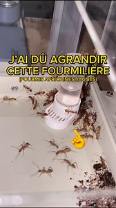 1.3M views · 9.4K reactions | J’ai dû agrandir le nid de mes fourmis africaines jaunes !  (partie 1) | #fourmis #animuax #animauxdecompagnie #insectes | Gigafourmis | Facebook