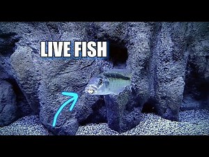 FEEDING LIVE FISH INSTEAD OF PELLETS TO AFRICAN CICHLIDS???