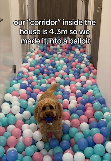 Creating a Fun Ball Pit for Your Dog