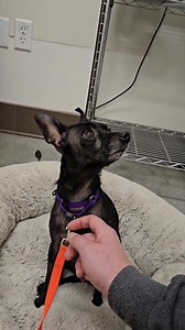 Holly and Petey are back on campus after a quick break in foster - turns out Holly finds shelter life stressful, if you can believe that. Let's make sure this cute bonded chihuahua couple doesn't have to be here much longer! Social Media Guy had just enough time to write this post before Holly politely tapped him in for more pets!! 😅🐾❤ | Seattle Humane