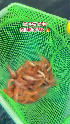 Grabbing a Couple of Dozens of The Rosy Red Minnows for them Crappie in the Shallow #fishing #fish