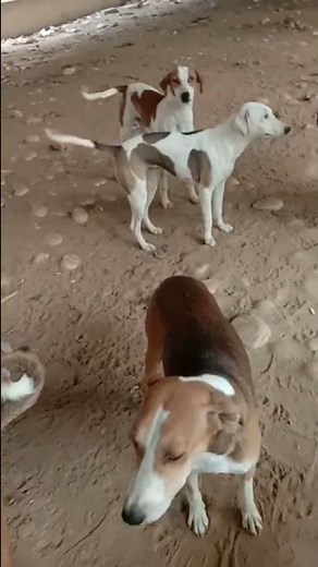 good morning dogs🌄