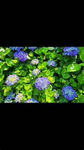 宮地嶽神社の紫陽花💠色とりどりでとても綺麗でした😃💕もう紫陽花の季節なんですね☺ #紫陽花#紫陽花編#６月#癒し #癒しの瞬間#季節の花#宮地嶽神社